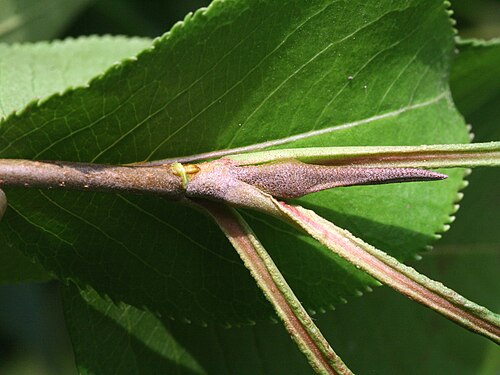 Nannyberry: Viburnum lentago - detail of bud, Dendrological Garden Pruhonice, Czech Republic