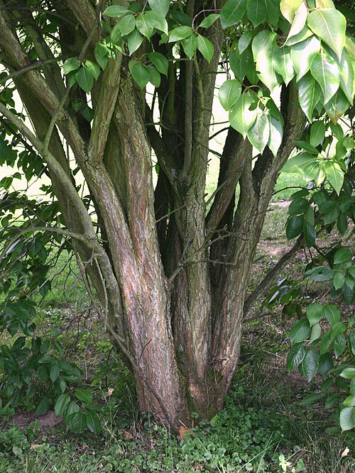 Nannyberry: Viburnum lentago trunks, Dendrological Garden Pruhonice, Czech Republic