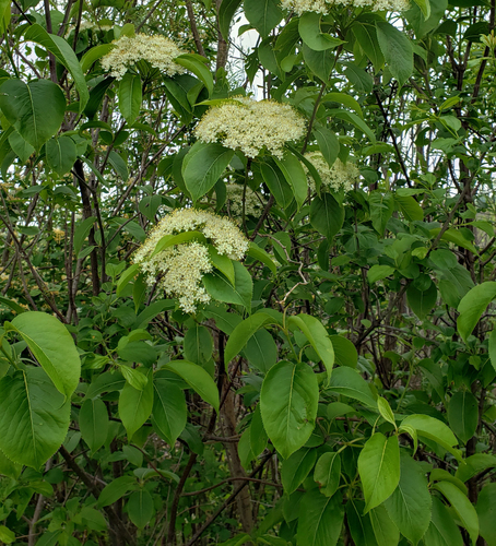 Nannyberry (Viburnum lentago)