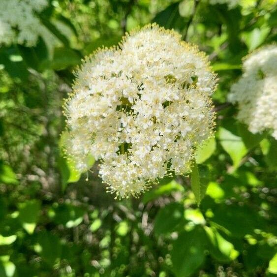 Nannyberry (Viburnum lentago)