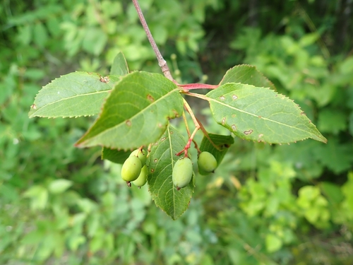 Nannyberry (Viburnum lentago)
