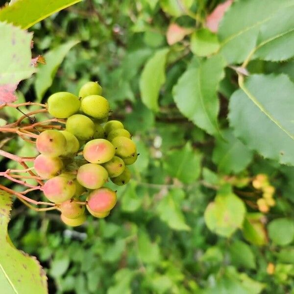 Nannyberry (Viburnum lentago)