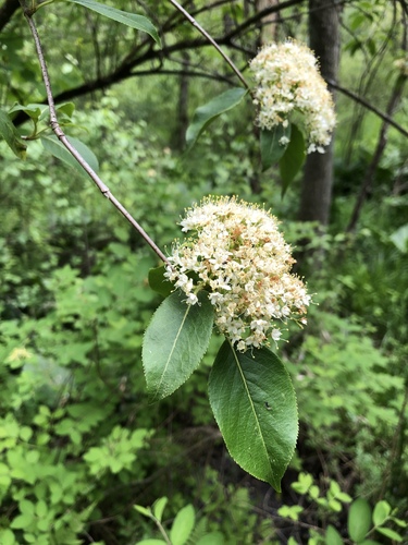 Nannyberry (Viburnum lentago)