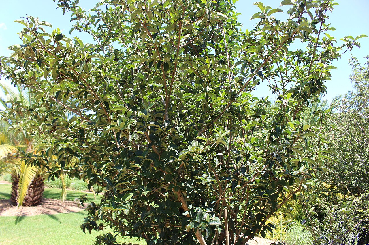 Chinese viburnum: Coastal Georgia Botanical Gardens, Savannah, Chatham County, Georgia