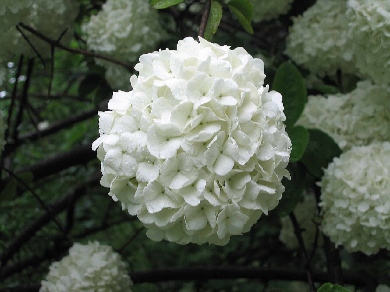 Chinese viburnum: Chinese snowball viburnum 中草藥-木繡球莖