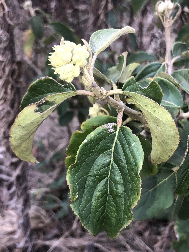 Chinese viburnum (Viburnum macrocephalum)