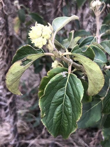 Chinese viburnum (Viburnum macrocephalum)