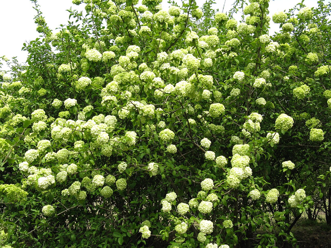 Chinese viburnum: Viburnum macrocephalum