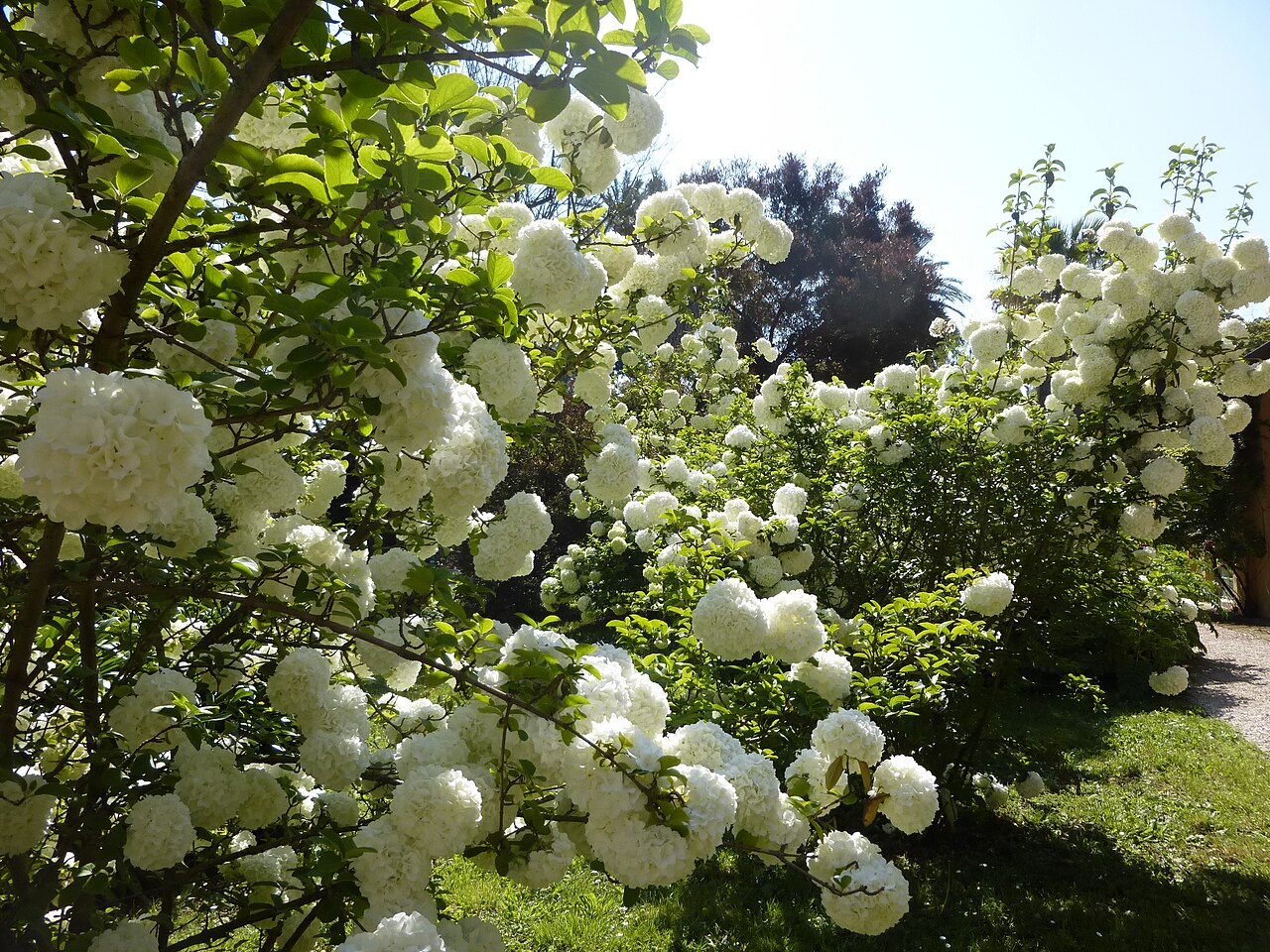 Chinese viburnum: Roma, Orto botanico, viburnum macrocephalum