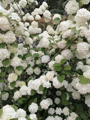 Chinese viburnum (Viburnum macrocephalum)
