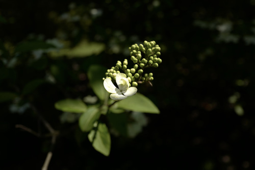Chinese viburnum (Viburnum macrocephalum)