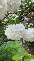 Chinese viburnum (Viburnum macrocephalum)