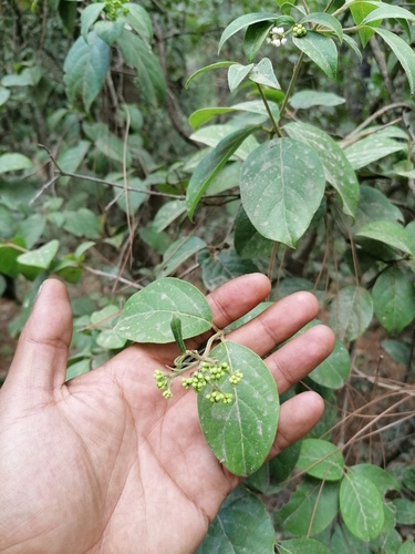 Viburnum microphyllum (Viburnum microphyllum)