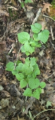 Softleaf arrowwood (Viburnum molle)