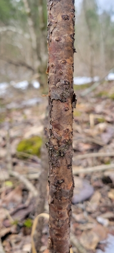 Softleaf arrowwood (Viburnum molle)