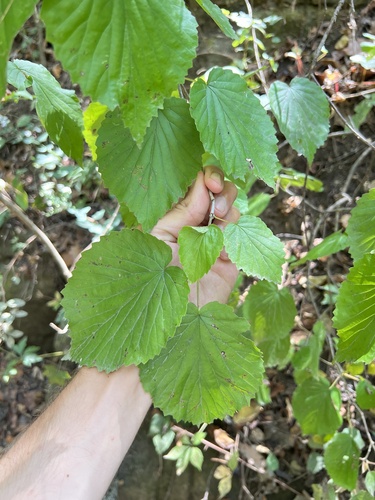 Softleaf arrowwood (Viburnum molle)