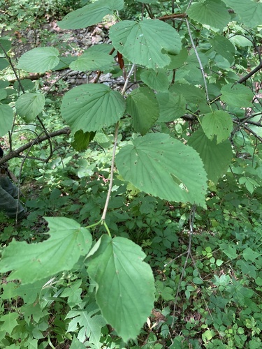 Softleaf arrowwood (Viburnum molle)