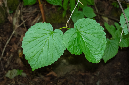 Softleaf arrowwood (Viburnum molle)