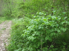Softleaf arrowwood (Viburnum molle)