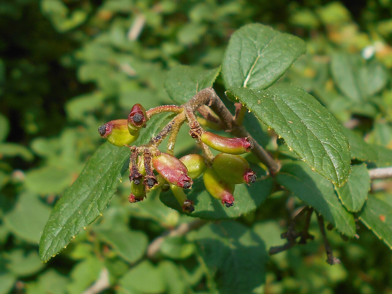 Viburnum mongolicum: Viburnum mongolicum , Botanischer Garten Berlin.