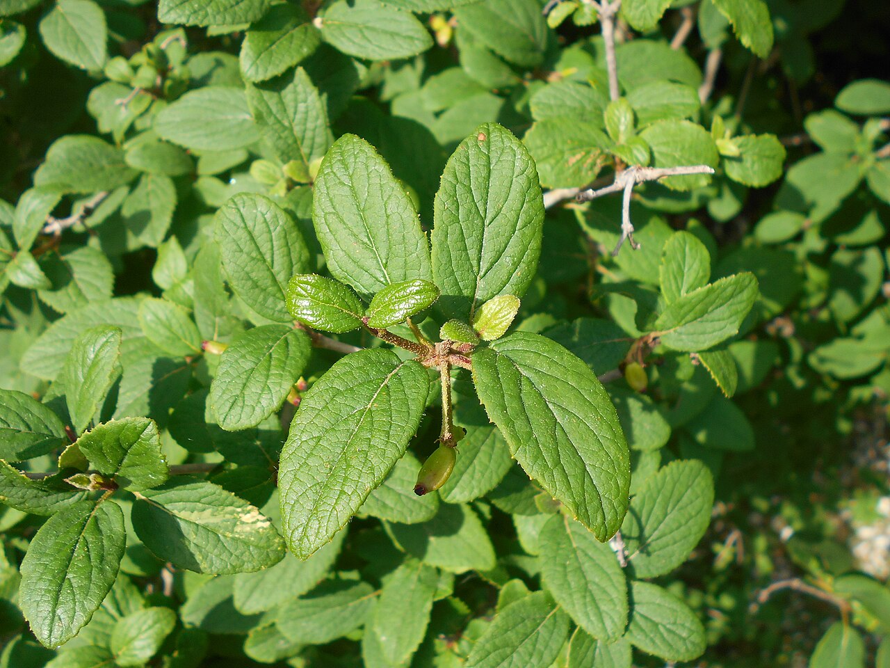 Viburnum mongolicum: Viburnum mongolicum , Botanischer Garten Berlin.