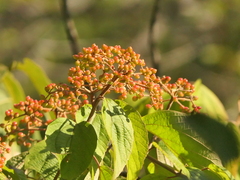 Viburnum mullaha (Viburnum mullaha)