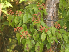Viburnum mullaha (Viburnum mullaha)