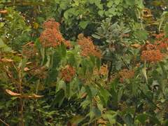 Viburnum mullaha (Viburnum mullaha)