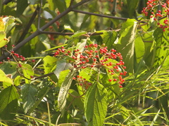 Viburnum mullaha (Viburnum mullaha)