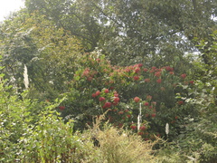 Viburnum mullaha (Viburnum mullaha)