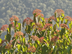 Viburnum mullaha (Viburnum mullaha)