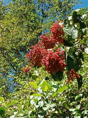 Viburnum mullaha (Viburnum mullaha)