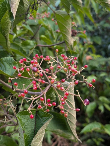 Viburnum mullaha (Viburnum mullaha)