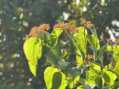 Viburnum mullaha (Viburnum mullaha)