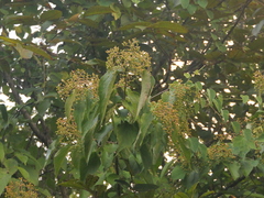 Viburnum mullaha (Viburnum mullaha)