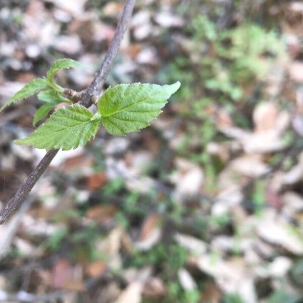 Viburnum mullaha (Viburnum mullaha)