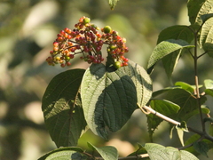 Viburnum mullaha (Viburnum mullaha)