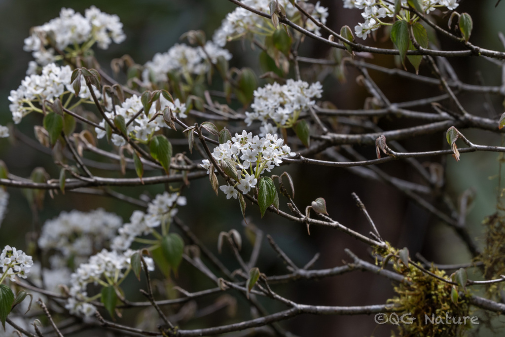 Viburnum nervosum (Viburnum nervosum)