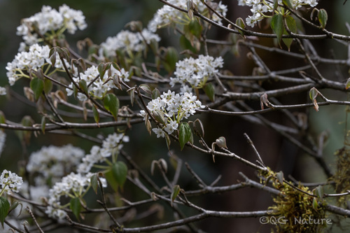 Viburnum nervosum (Viburnum nervosum)