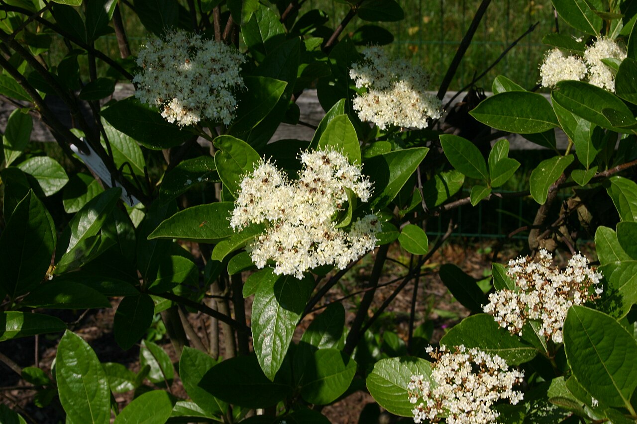 Possumhaw: Viburnum nudum
