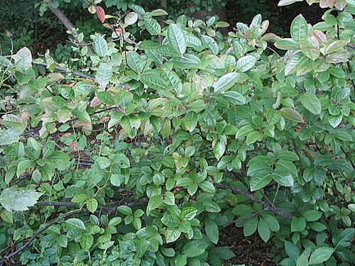 Possumhaw: Names: Viburnum nudum L., naked viburnum, Narrowleaf Witherod Viburnum, Possum Haw, Possumhaw, Possumhaw Viburnum, Smooth Withe-Rod, smooth witherod, Viburnum,