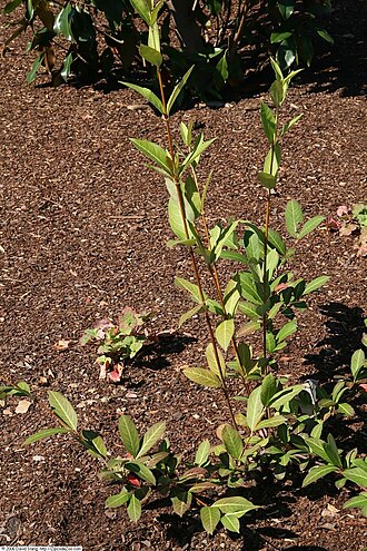 Possumhaw: Location taken: United States Botanic Garden, Washington D.C.. Names: Viburnum nudum L., naked viburnum, Narrowleaf Witherod Viburnum, Possum Haw, Possumhaw, Po