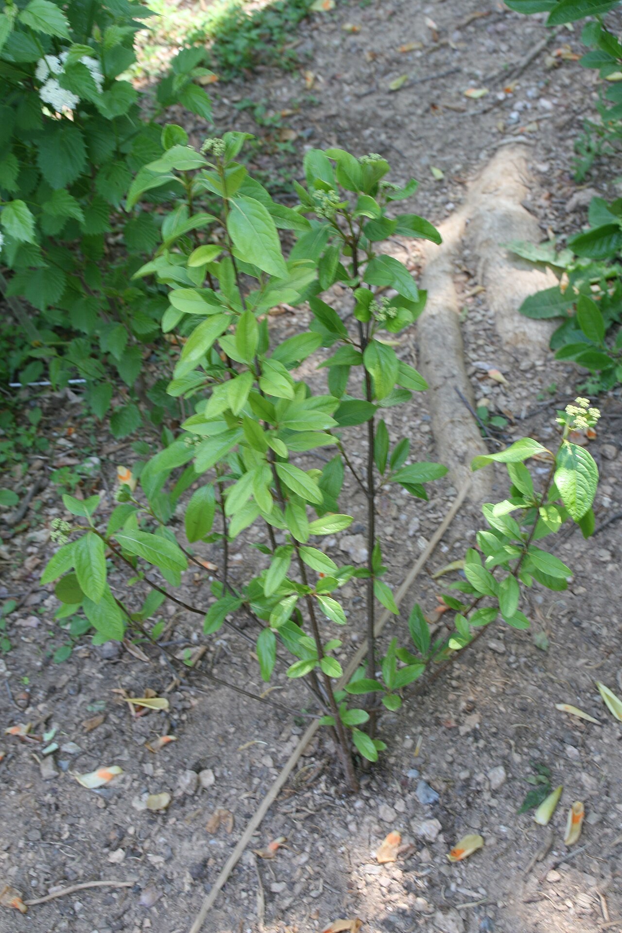 Possumhaw: Location taken: Brookside Gardens, Maryland. Names: Viburnum nudum L., naked viburnum, Narrowleaf Witherod Viburnum, Possum Haw, Possumhaw, Possumhaw Viburnum,