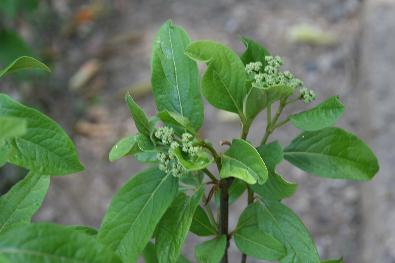 Possumhaw: Location taken: Brookside Gardens, Maryland. Names: Viburnum nudum L., naked viburnum, Narrowleaf Witherod Viburnum, Possum Haw, Possumhaw, Possumhaw Viburnum,
