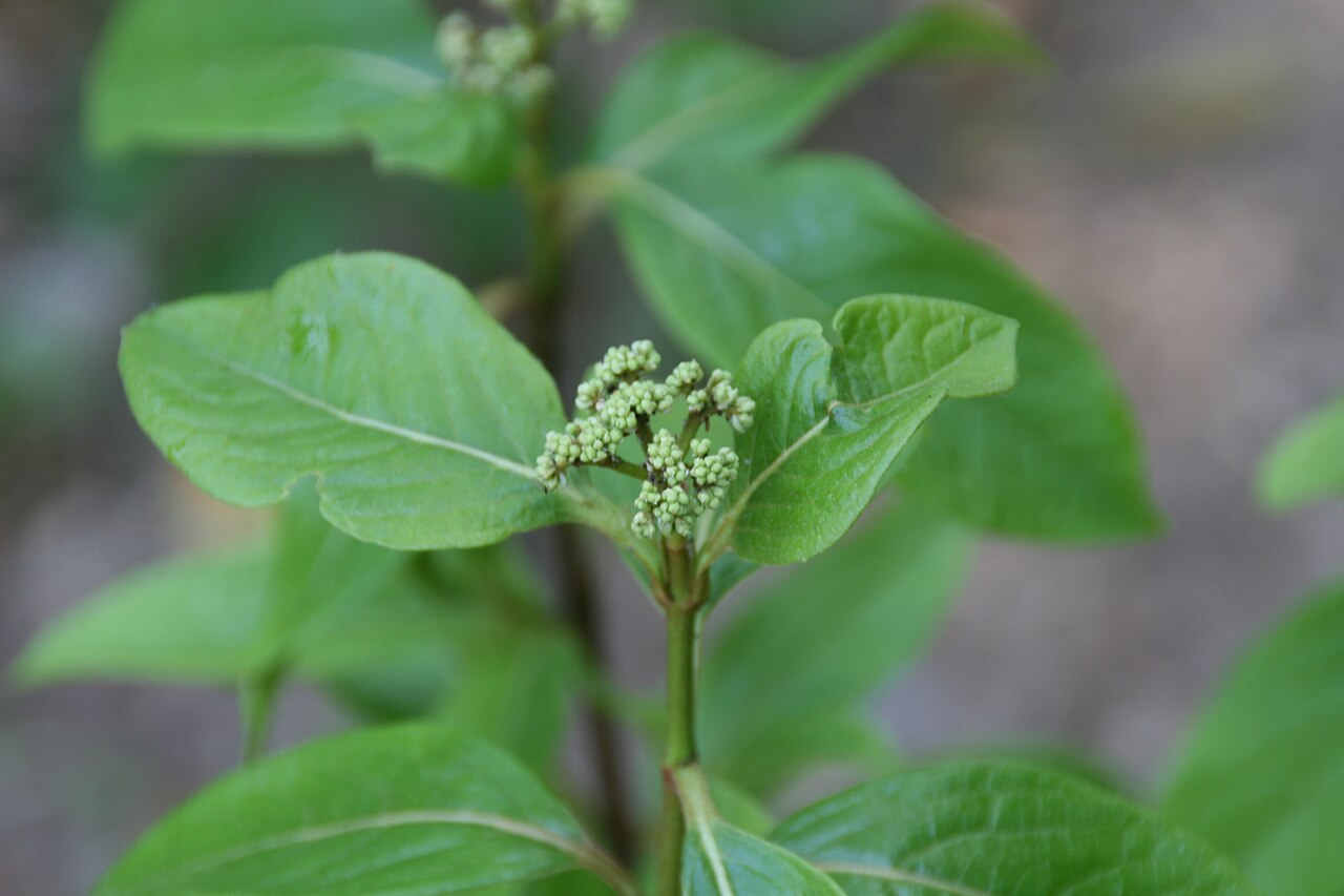 Possumhaw: Location taken: Brookside Gardens, Maryland. Names: Viburnum nudum L., naked viburnum, Narrowleaf Witherod Viburnum, Possum Haw, Possumhaw, Possumhaw Viburnum,