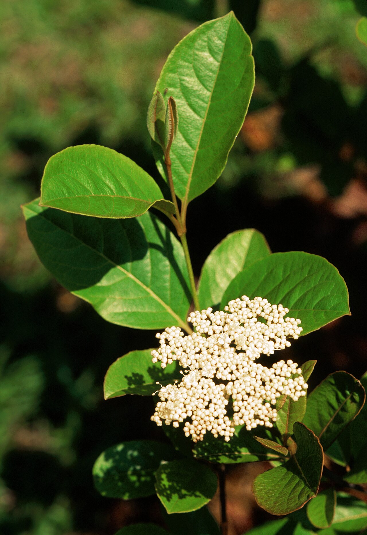 Possumhaw: Viburnum nudum , Georgia, USA