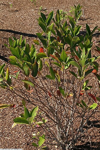 Possumhaw: Location taken: United States Botanic Garden, Washington D.C.. Names: Viburnum nudum 'Earthshade' , Earthshade Possumha Classification: Plantae > Tracheophyta >