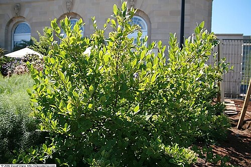 Possumhaw: Location taken: United States Botanic Garden. Names: Viburnum nudum L., naked viburnum, Narrowleaf Witherod Viburnum, Possum Haw, Possumhaw, Possumhaw Viburnum,