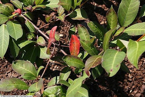 Possumhaw: Location taken: United States Botanic Garden, Washington D.C.. Names: Viburnum nudum L., naked viburnum, Narrowleaf Witherod Viburnum, Possum Haw, Possumhaw, Po
