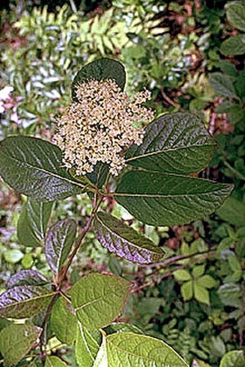 Possumhaw: Names: Viburnum nudum L., naked viburnum, Narrowleaf Witherod Viburnum, Possum Haw, Possumhaw, Possumhaw Viburnum, Smooth Withe-Rod, smooth witherod, Viburnum,